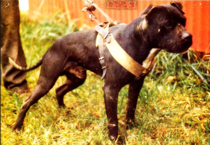 Dog Picture